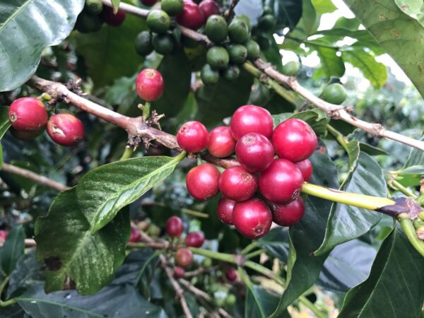 Why Jamaica Blue Mountain Coffee is the World’s Best